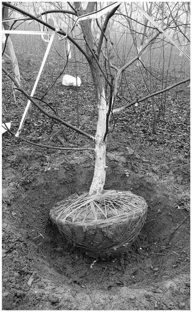 A transplanting method for high survival and fast recovery of thin-shell hickory nuts at full fruit stage