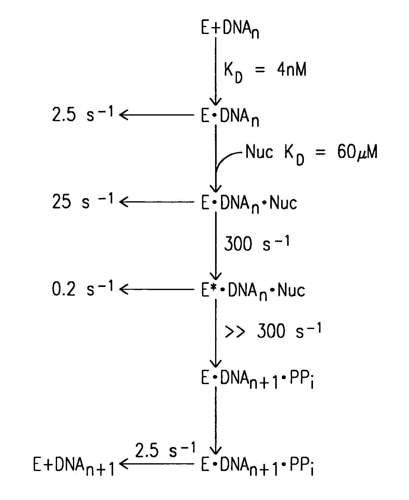 Mutant DNA polymerases and methods of use