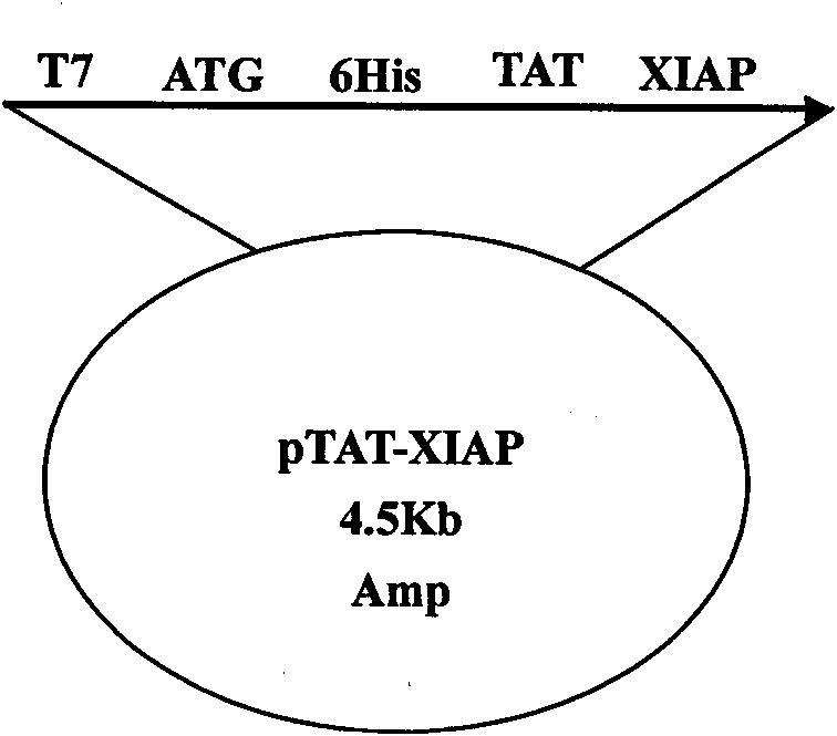 Recombinant TAT-XIAP fusion protein