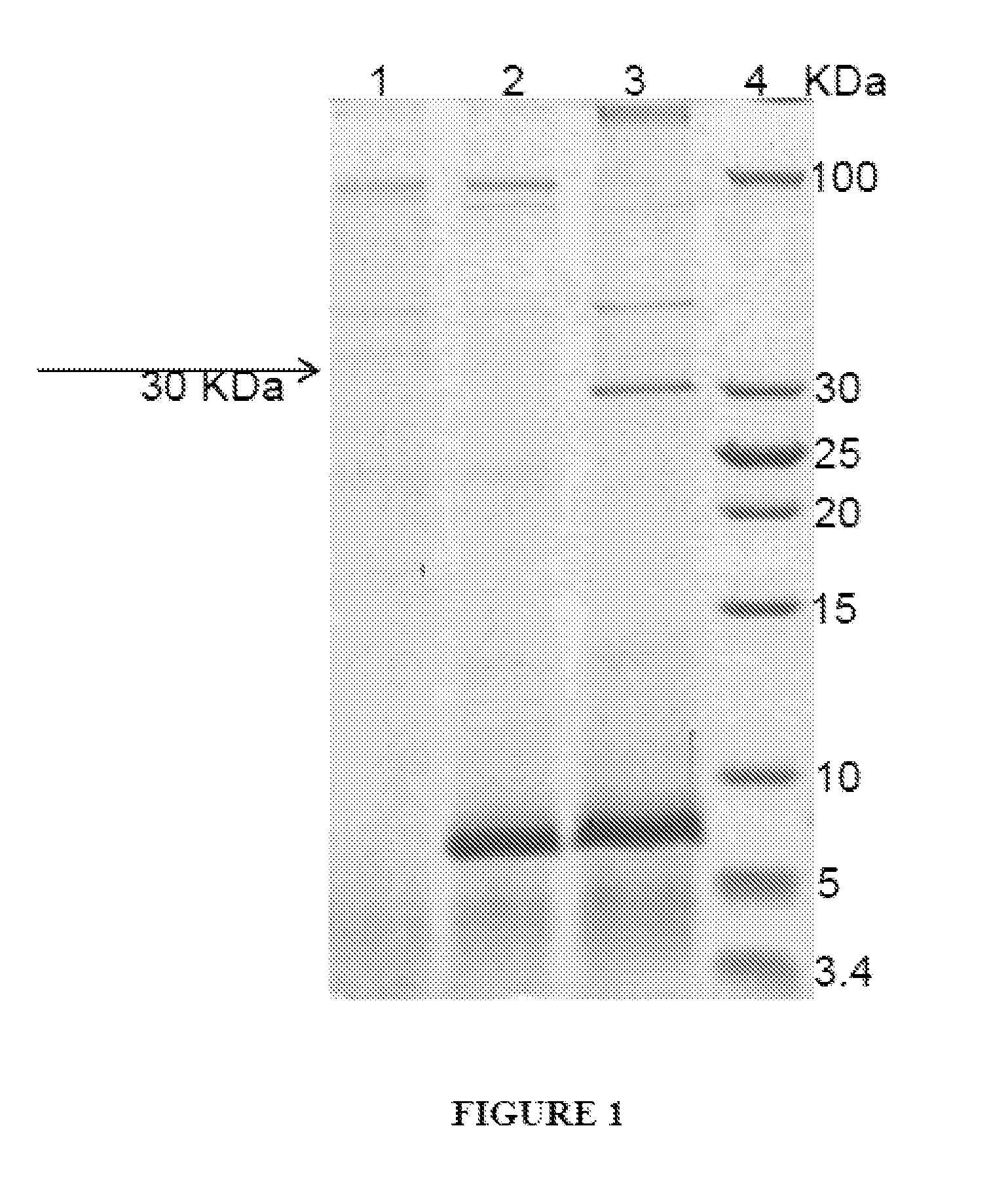 Signal sequence for protein expression in pichia pastoris