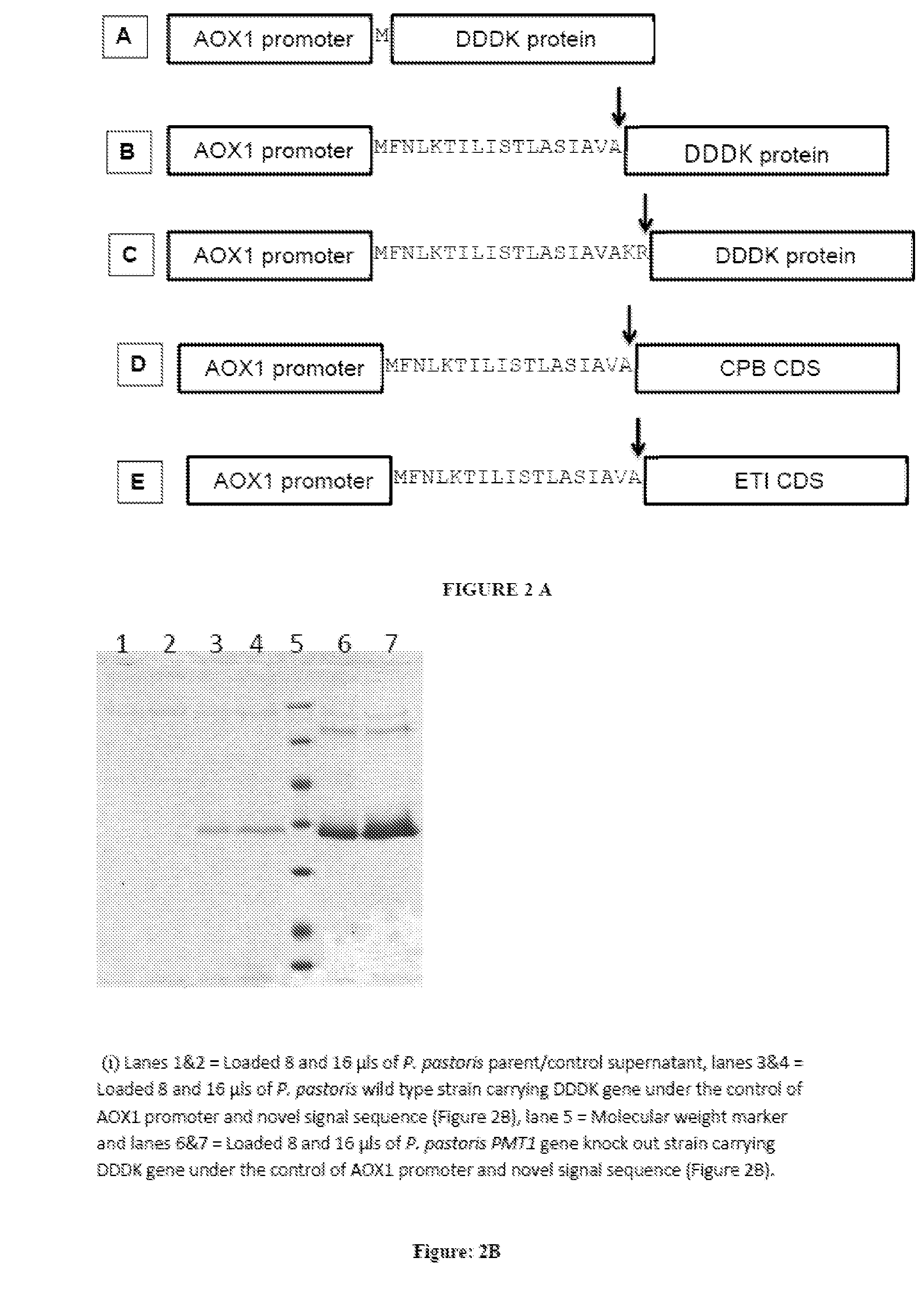 Signal sequence for protein expression in pichia pastoris