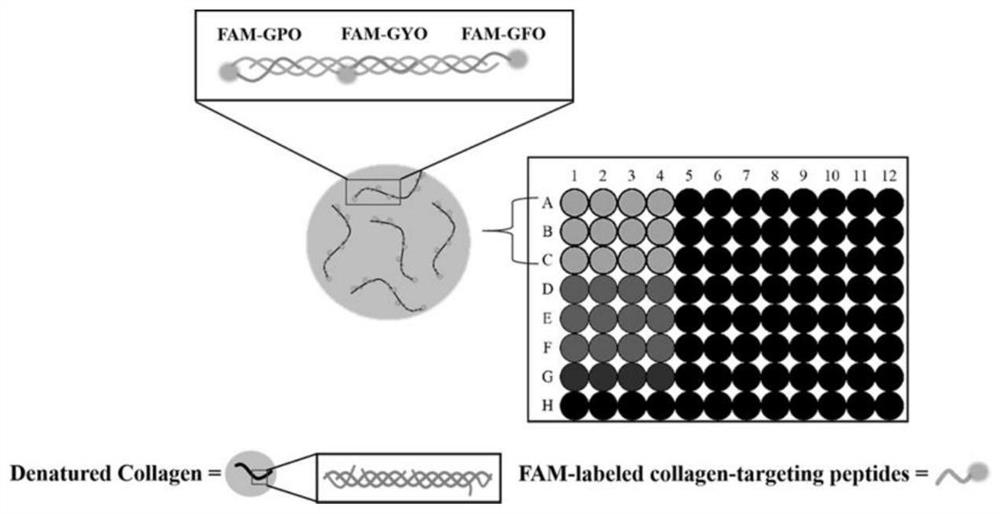 A collagen targeting polypeptide probe containing aromatic amino acids, preparation method and application thereof