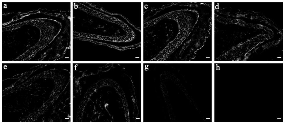 A collagen targeting polypeptide probe containing aromatic amino acids, preparation method and application thereof