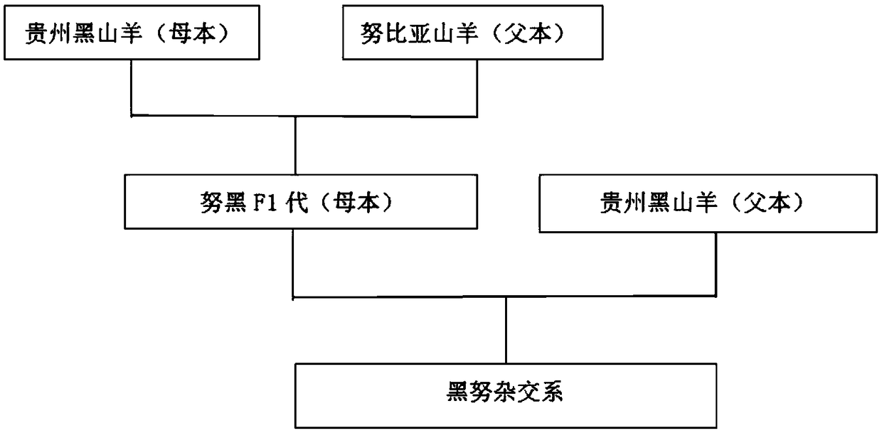 Method for cultivating hybrid new line of Guizhou black goat and Nubian goat