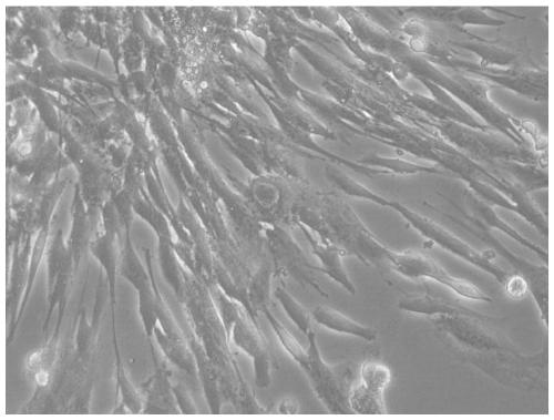 Method for obtaining pig neural crest stem cells