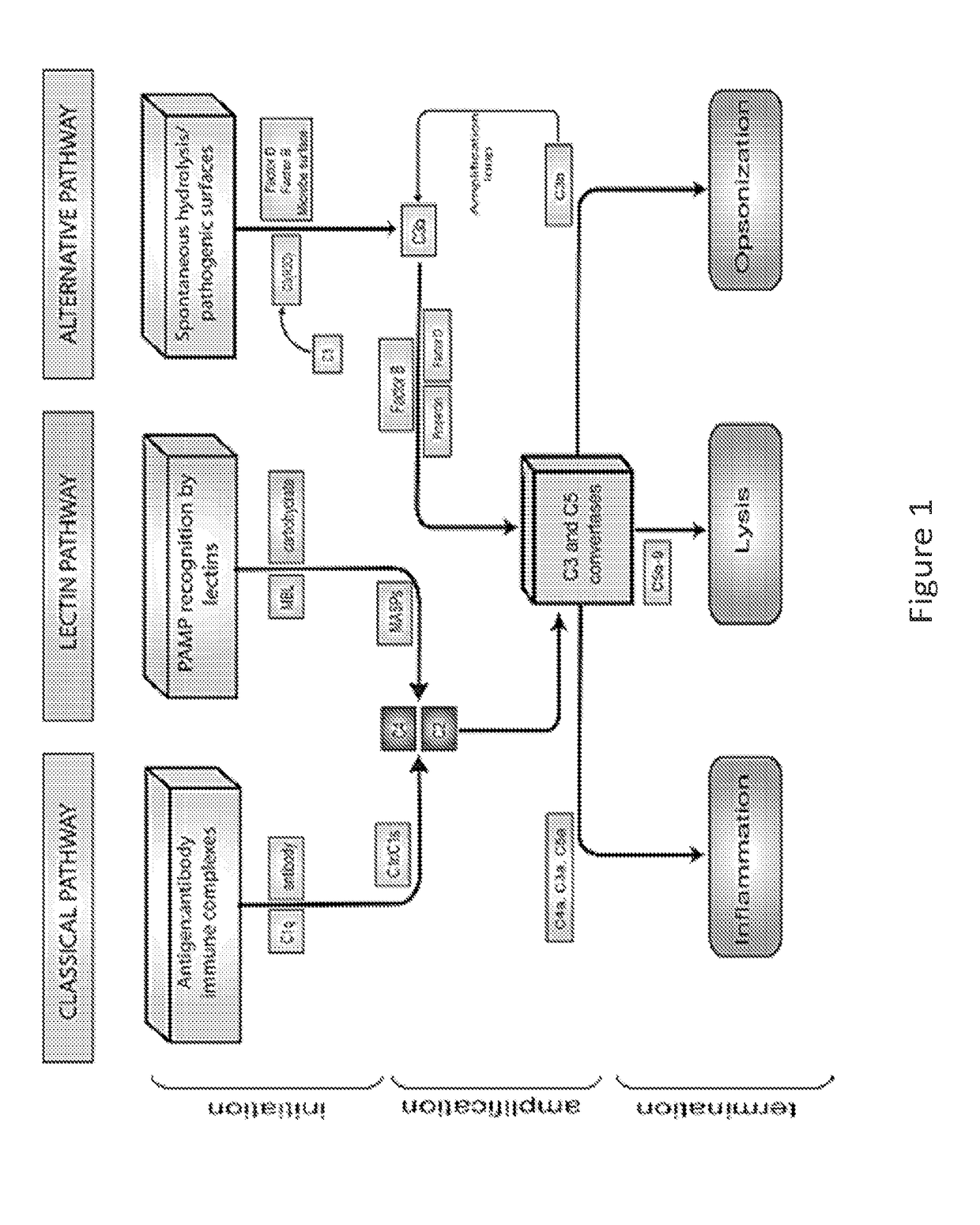 Anti-properdin antibodies and uses thereof