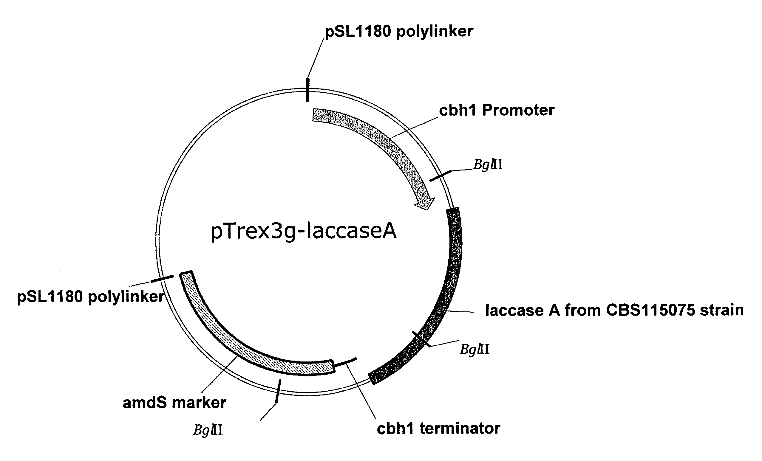 Novel Laccases, Compositions And Methods of Use