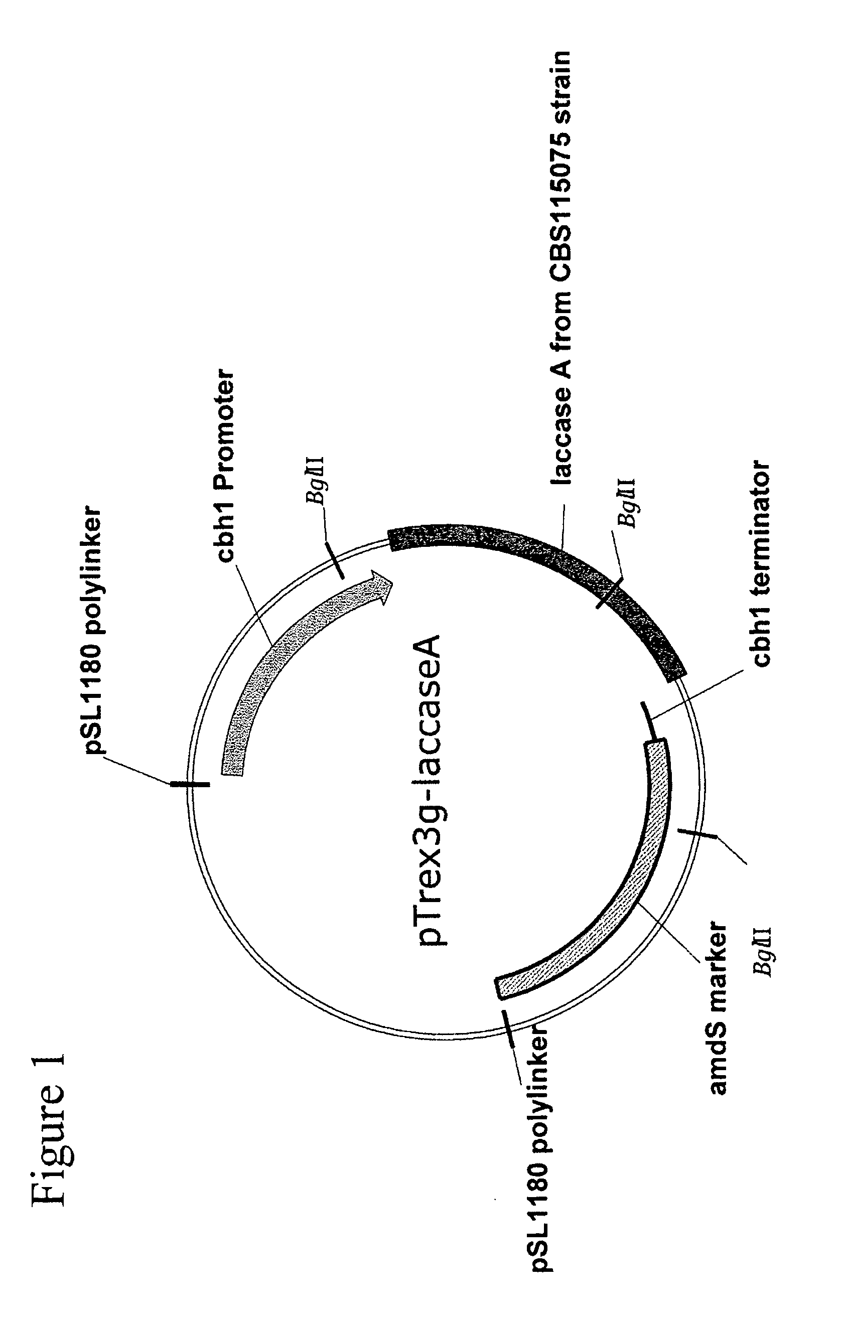 Novel Laccases, Compositions And Methods of Use