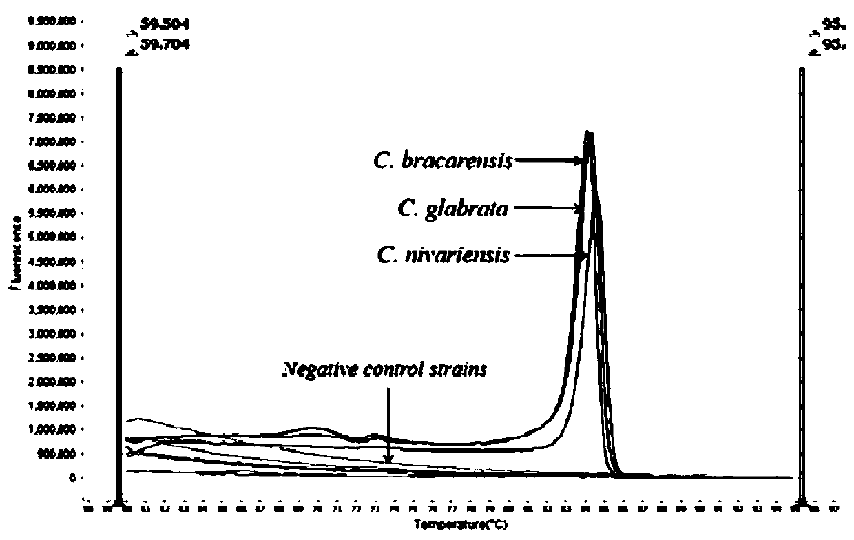 Method for identifying candida glabrata by high-resolution-ratio melting curve