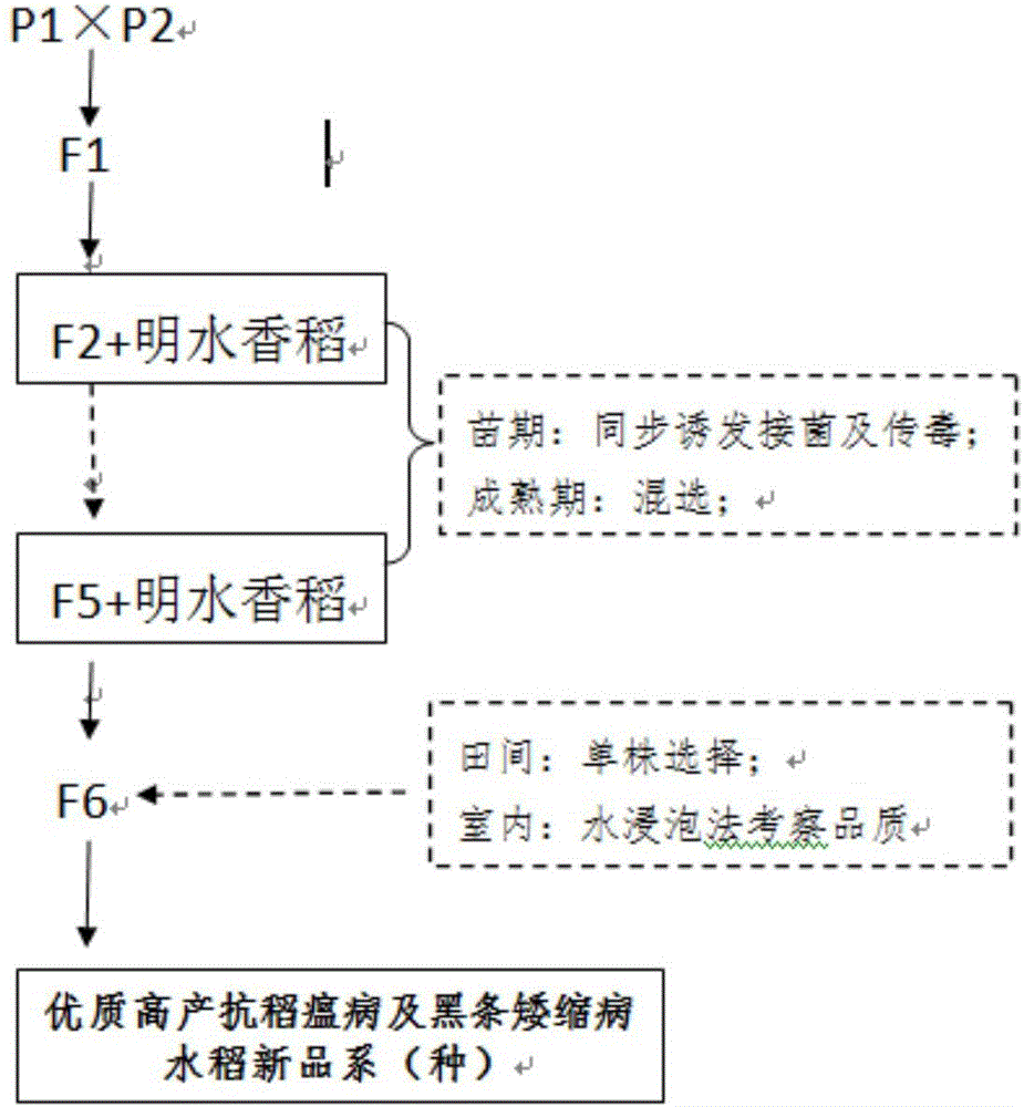 Rice breeding method