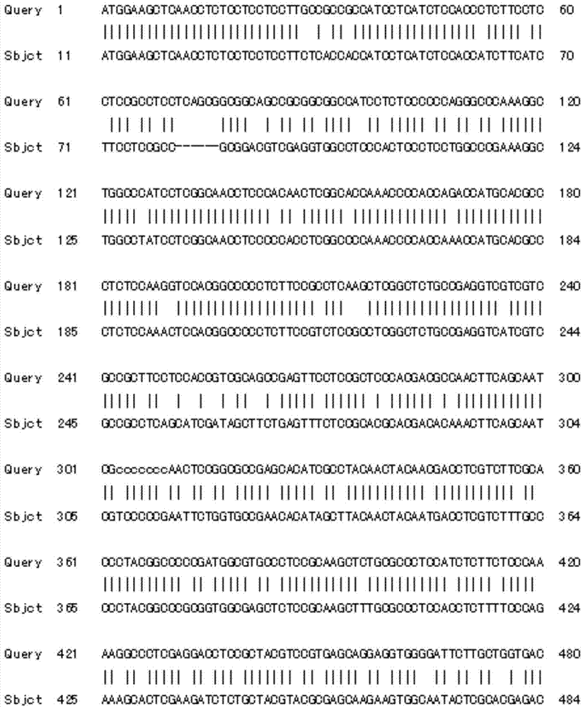 Tulip flavonoid-3'-hydroxylase TfF3' H protein and its coding gene