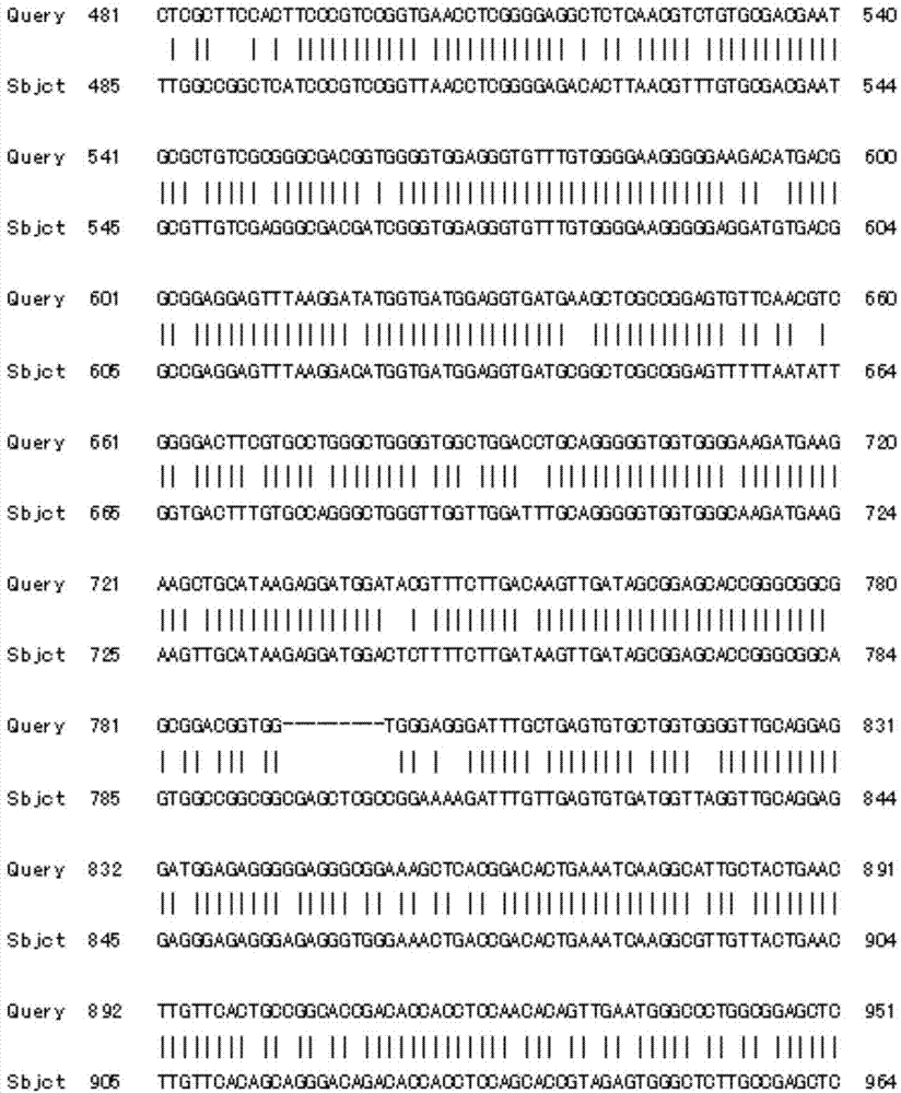 Tulip flavonoid-3'-hydroxylase TfF3' H protein and its coding gene