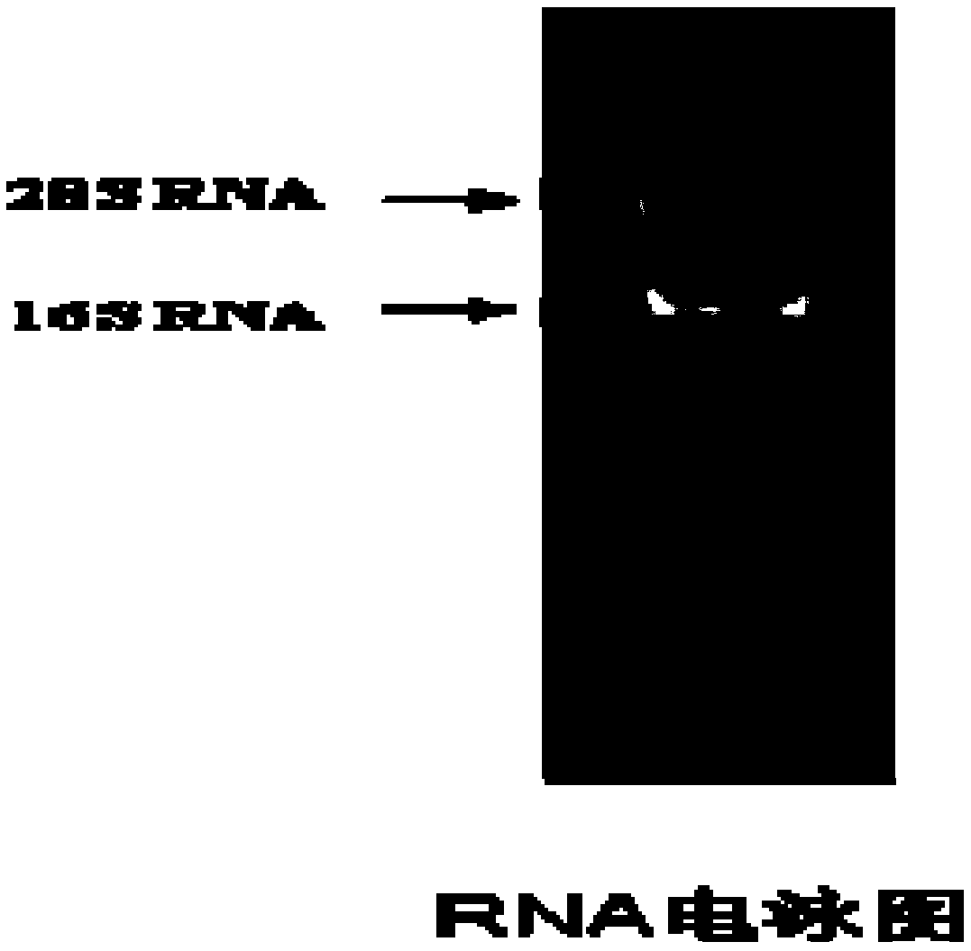 A mango ethylene receptor gene