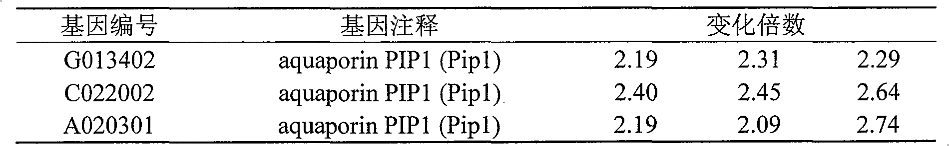 Salinity and alkalinity stress-induced aquaporin PIP gene of Leymus chinensis