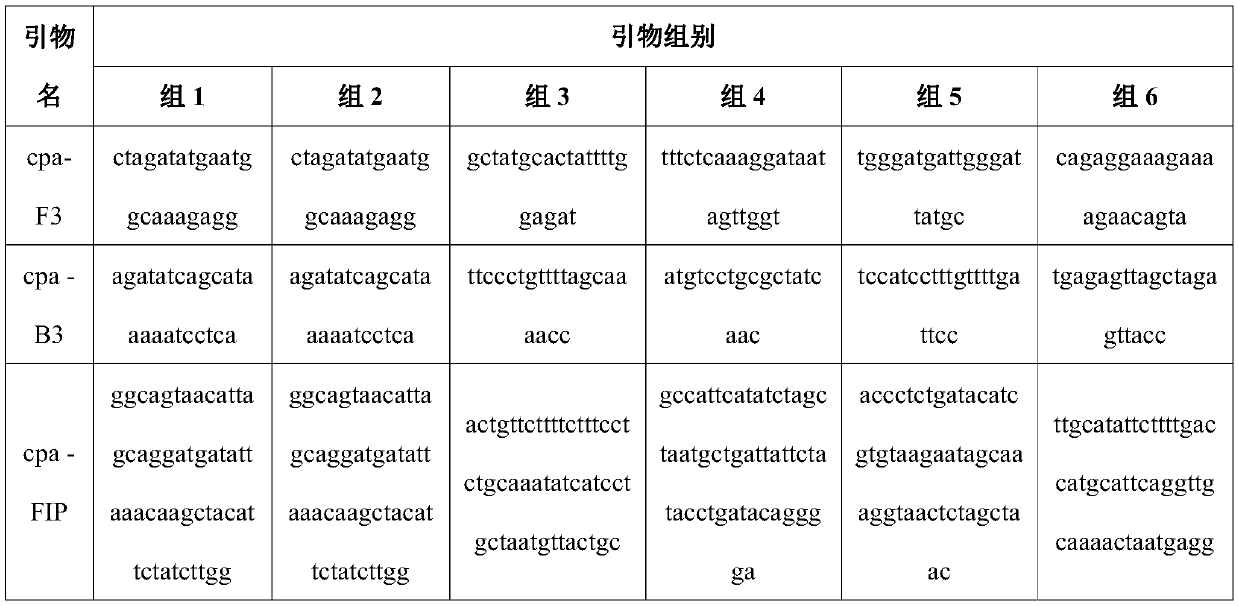 Clostridium perfringens dry-powdered lamp rapid detection kit and method of use thereof