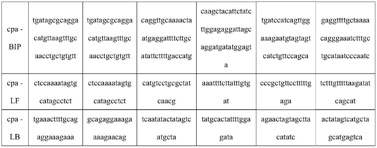 Clostridium perfringens dry-powdered lamp rapid detection kit and method of use thereof