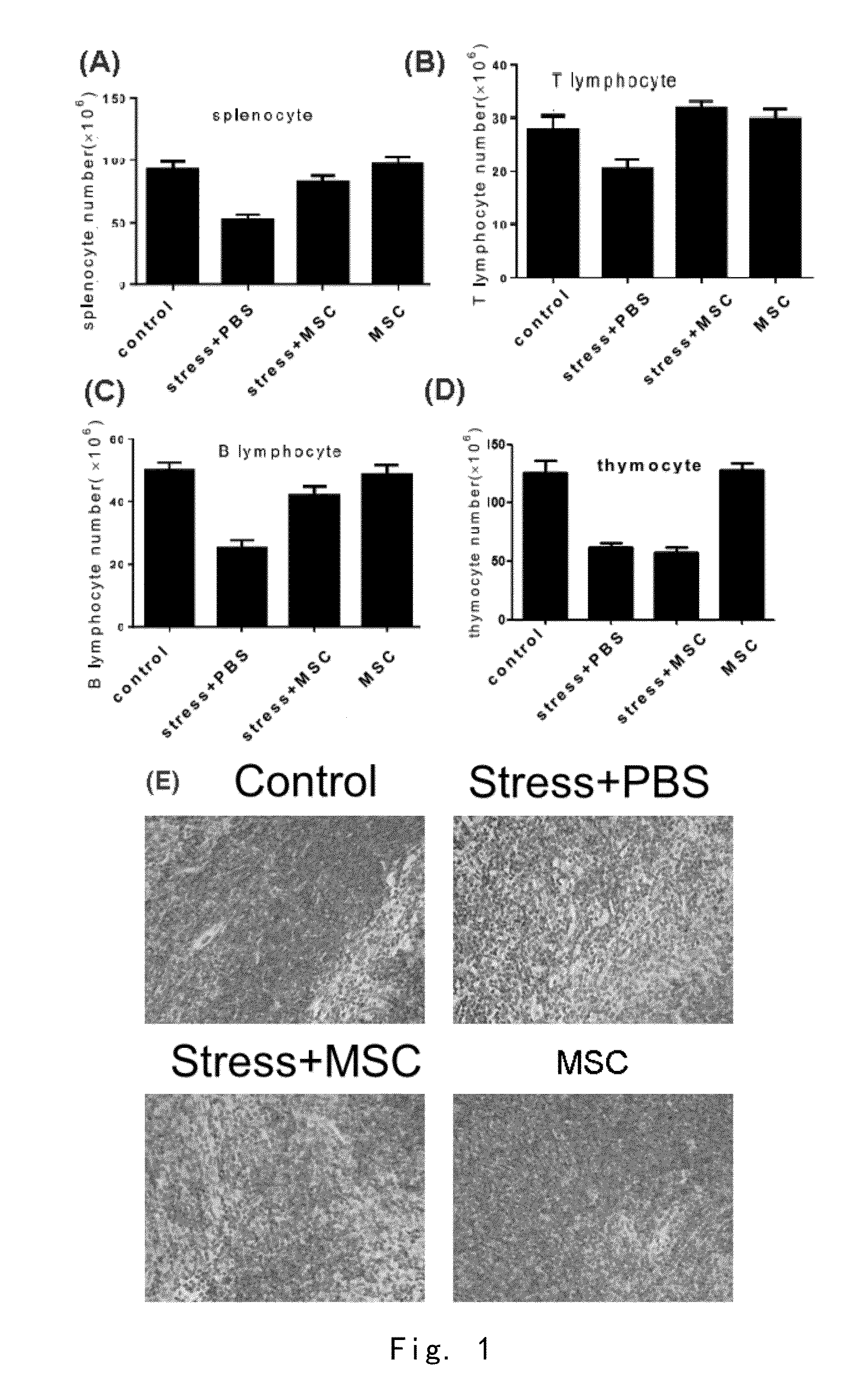 Application of mesenchymal stem cells in prophylaxis or treatment of stress response-induced weakened immunity