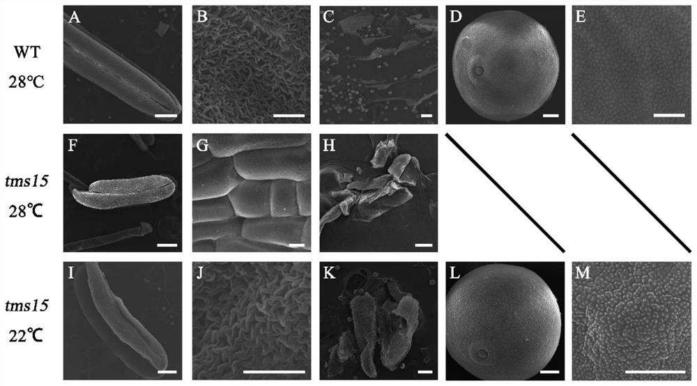 Plant temperature-sensitive sterile mutant tms15 and application thereof