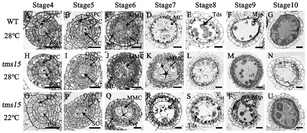 Plant temperature-sensitive sterile mutant tms15 and application thereof