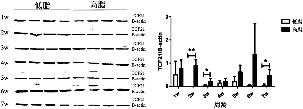 Identification method for low-fat broiler chicken by TCF21 gene mRNA expression