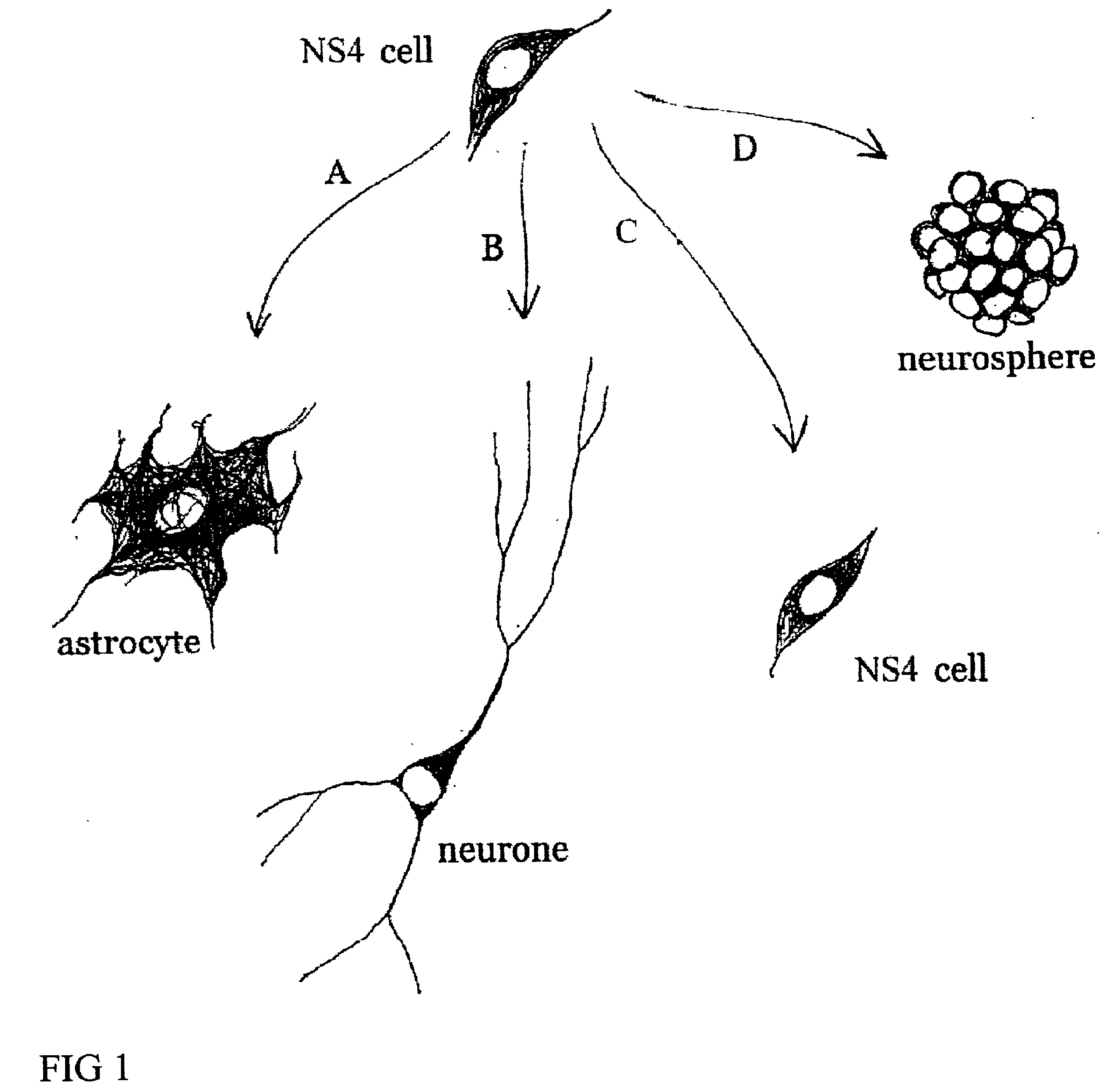 Cultures of GFAP+ nestin+ cells that differentiate to neurons