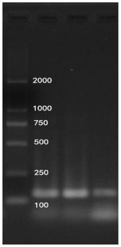 Chinese sturgeon environmental dna detection pcr amplification primers and its detection method and application