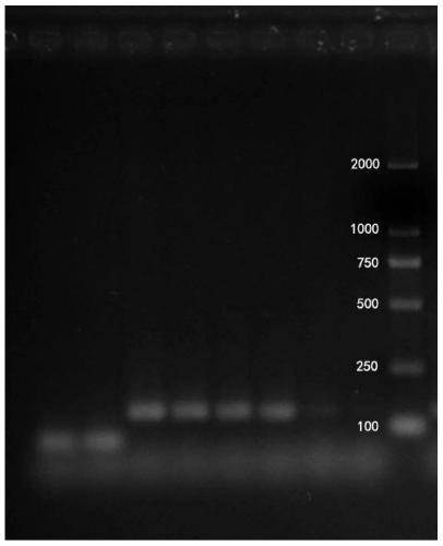 Chinese sturgeon environmental dna detection pcr amplification primers and its detection method and application
