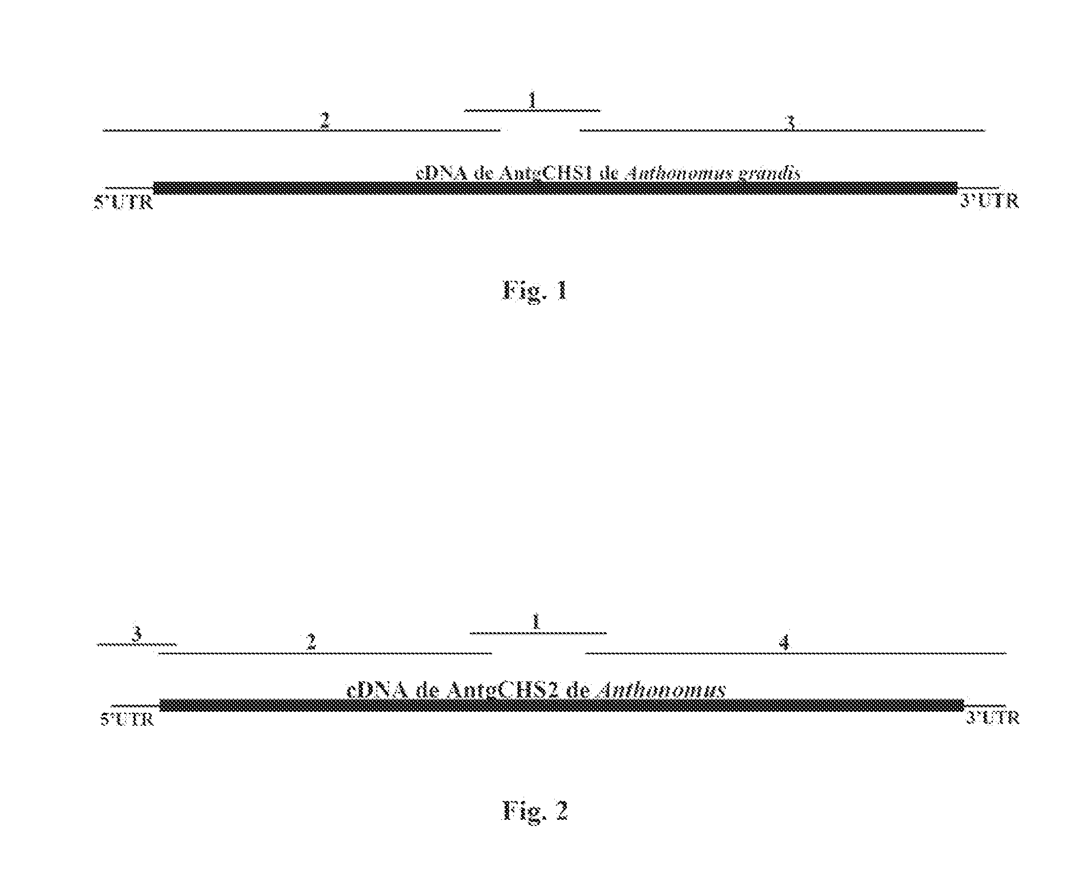 Method and compositions for the genetic control of insect pests in cotton plants by chitin synthase gene silencing