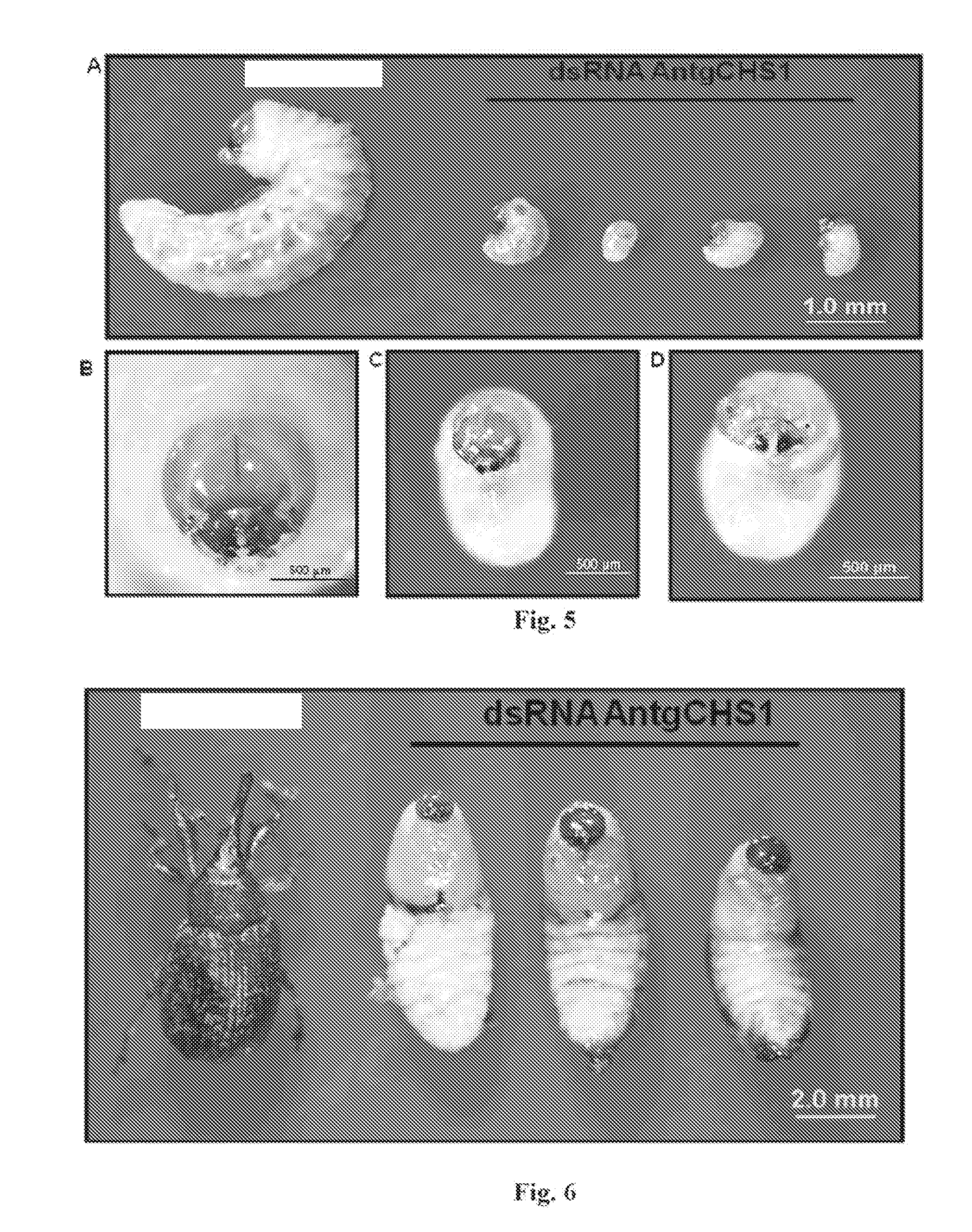 Method and compositions for the genetic control of insect pests in cotton plants by chitin synthase gene silencing