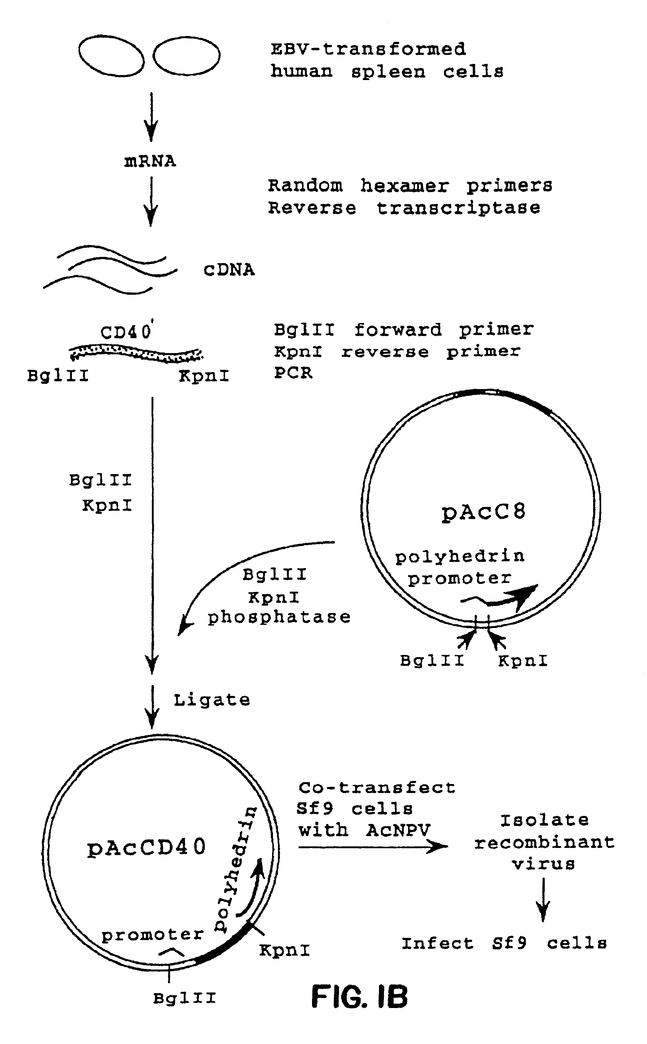 Method for treating an IgE-mediated disease in a patient using anti-CD40 monoclonal antibodies