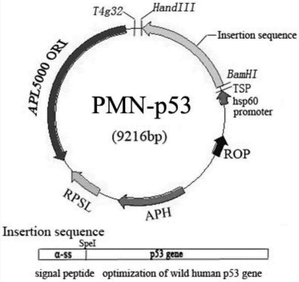 Recombination BCG viable bacterium strain capable of expressing and secreting human p53 protein, viable bacterium vaccine and construction method and application thereof