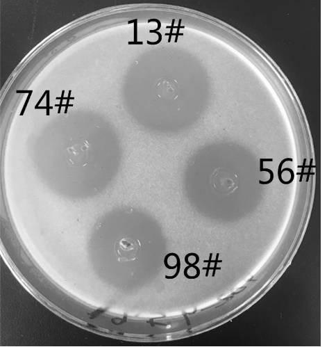 Method for screening high-producing strains of Polyoxin B