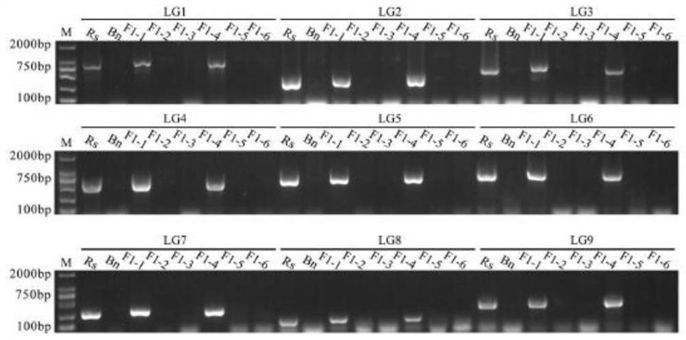 Method for intergeneric hybridization transfer of clubroot-resistant genes of radishes and brassica napus