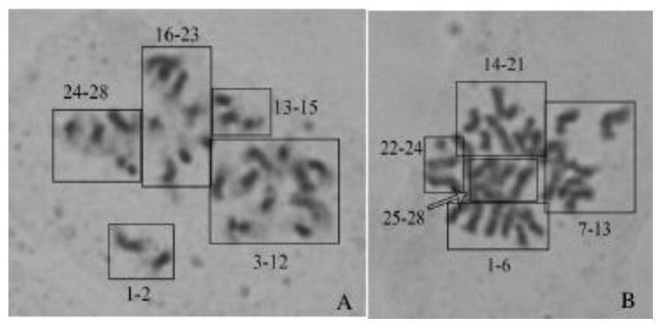 Method for intergeneric hybridization transfer of clubroot-resistant genes of radishes and brassica napus