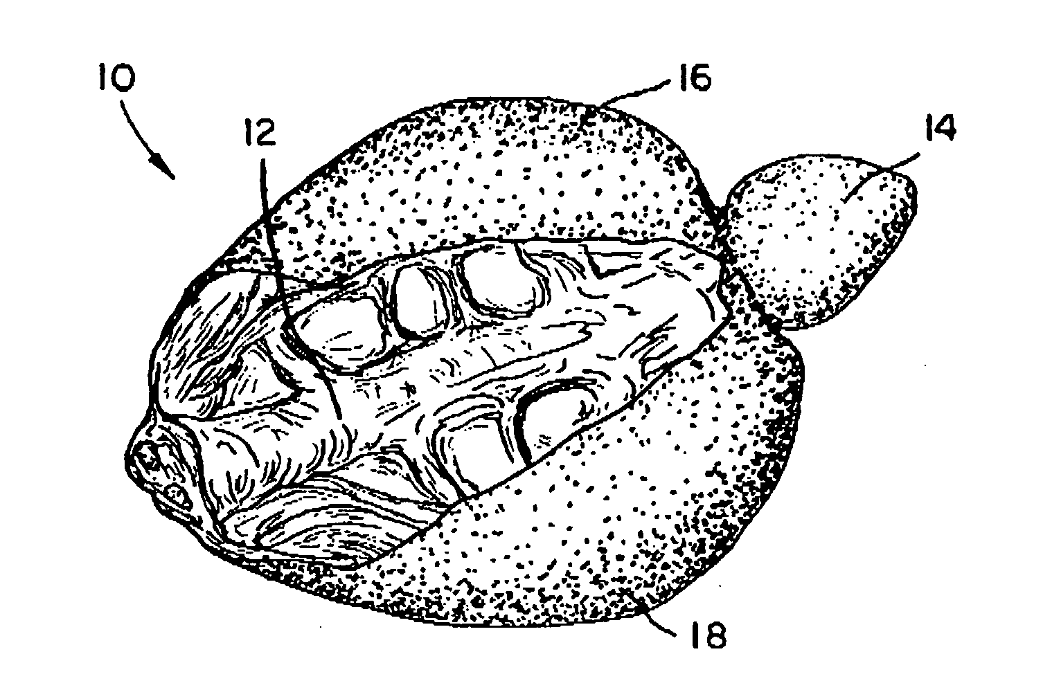 Method of making a food product from the back of a bird and the product produced in accordance with the method