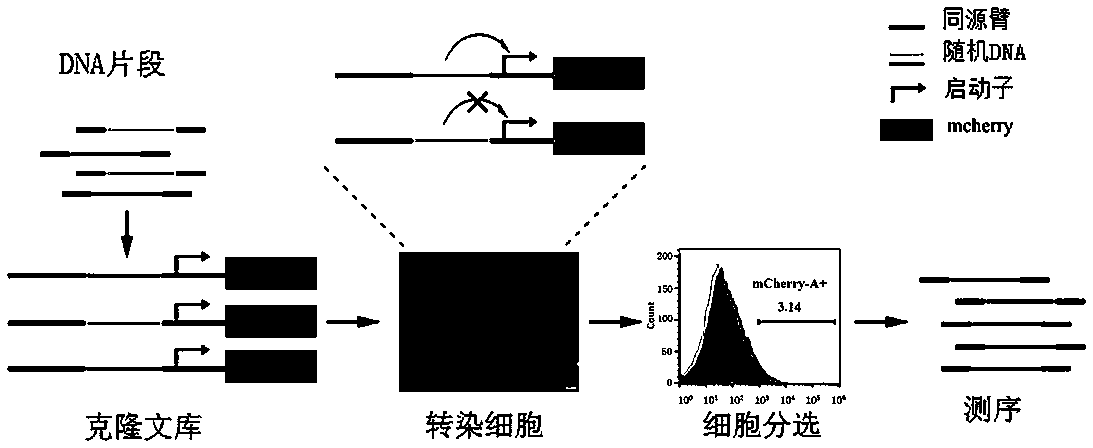 Method for screening activity enhancer by utilizing vector based on random sequence