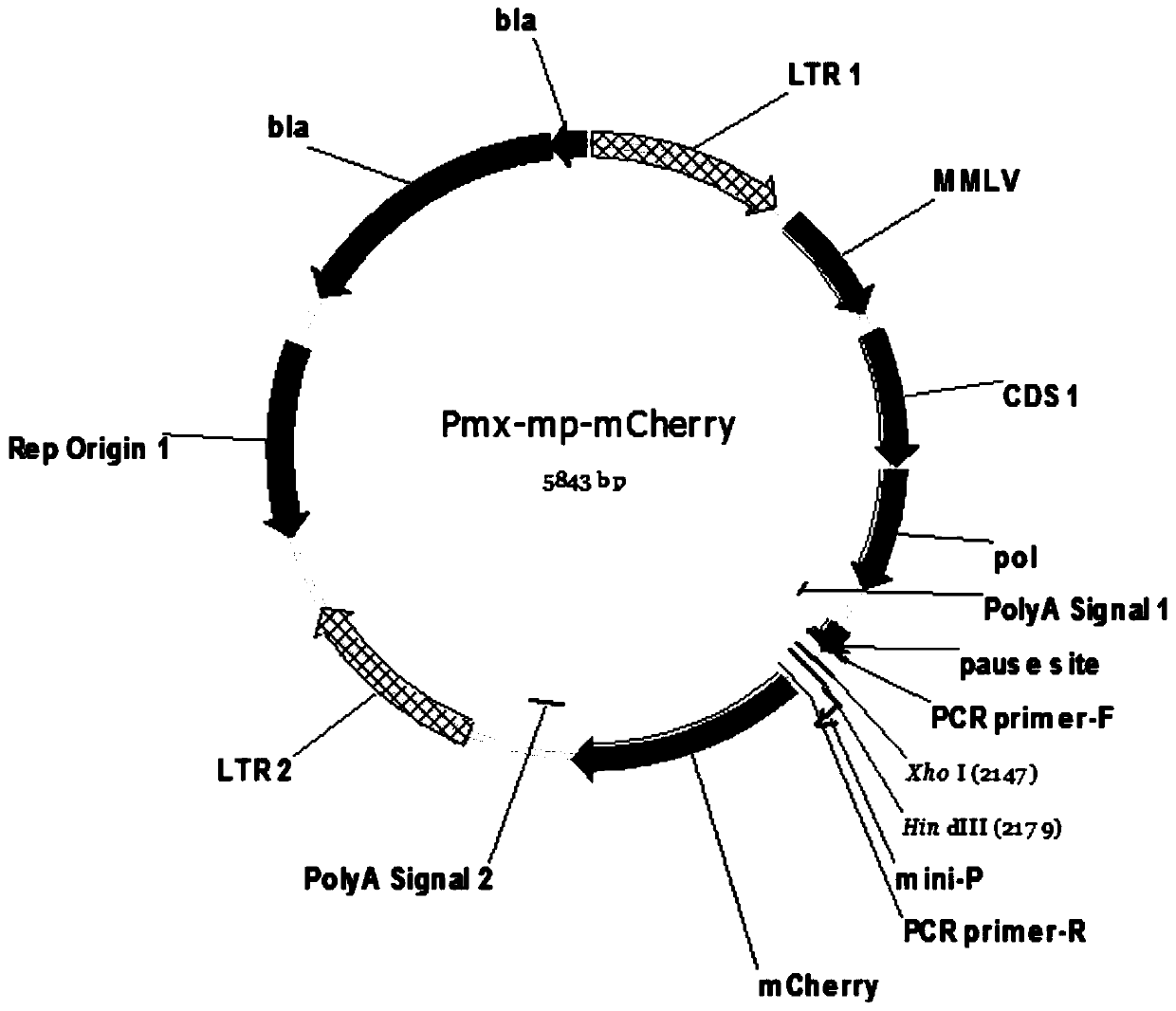 Method for screening activity enhancer by utilizing vector based on random sequence