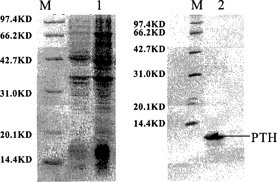 Connecting peptide and polypeptide amalgamation representation method for polypeptide amalgamation representation