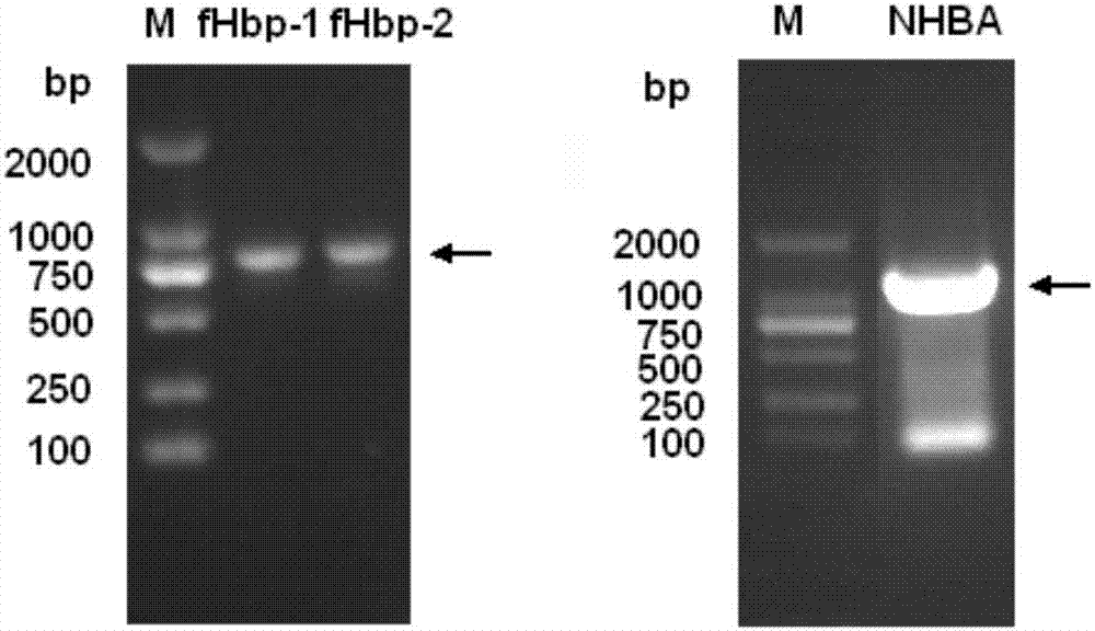 Meningococcus antigen composition and applications thereof