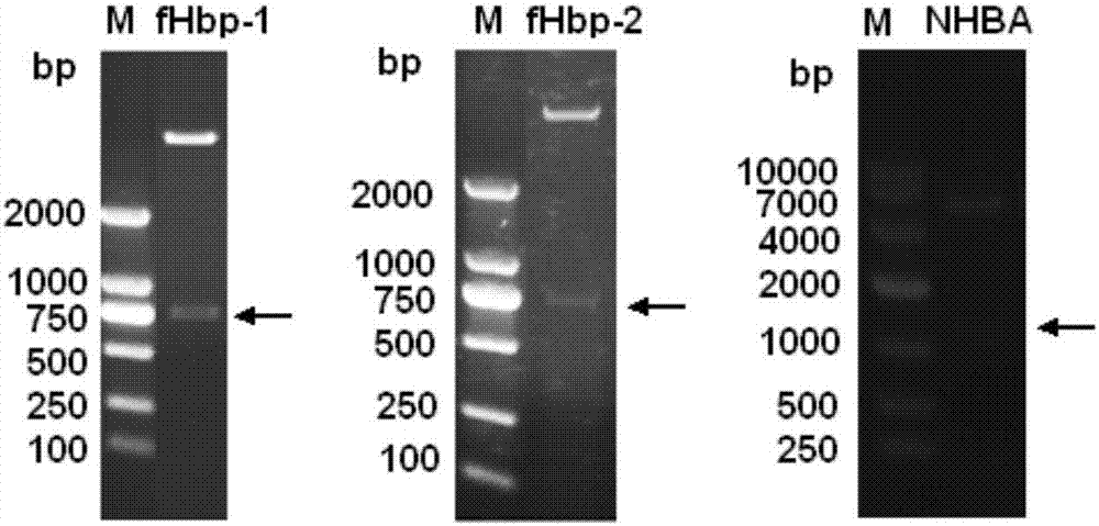 Meningococcus antigen composition and applications thereof