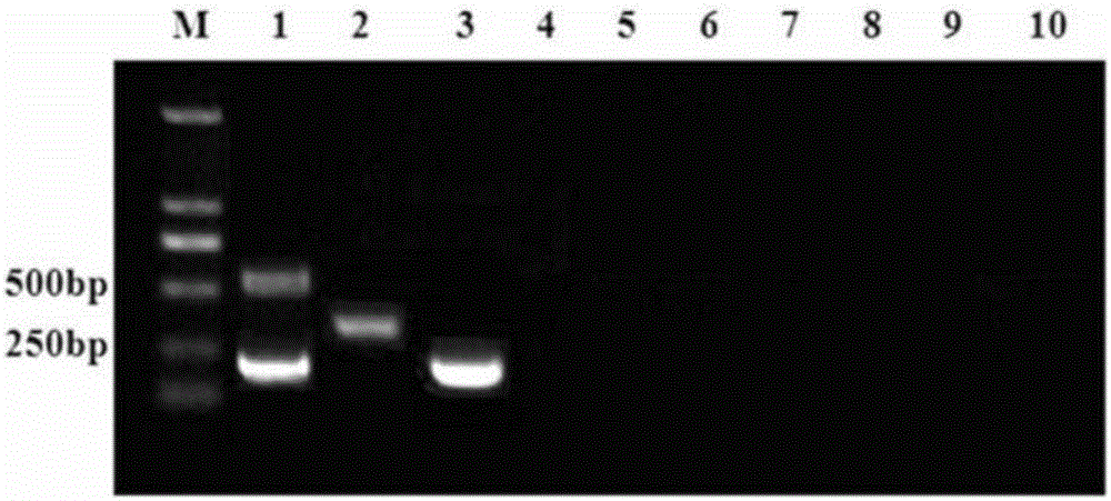 Multiple RT-PCR detection kit for identifying PRRSV (Porcine Reproductive and Respiratory Syndrome)