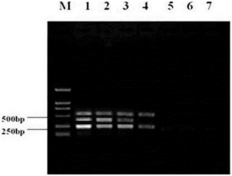 Multiple RT-PCR detection kit for identifying PRRSV (Porcine Reproductive and Respiratory Syndrome)