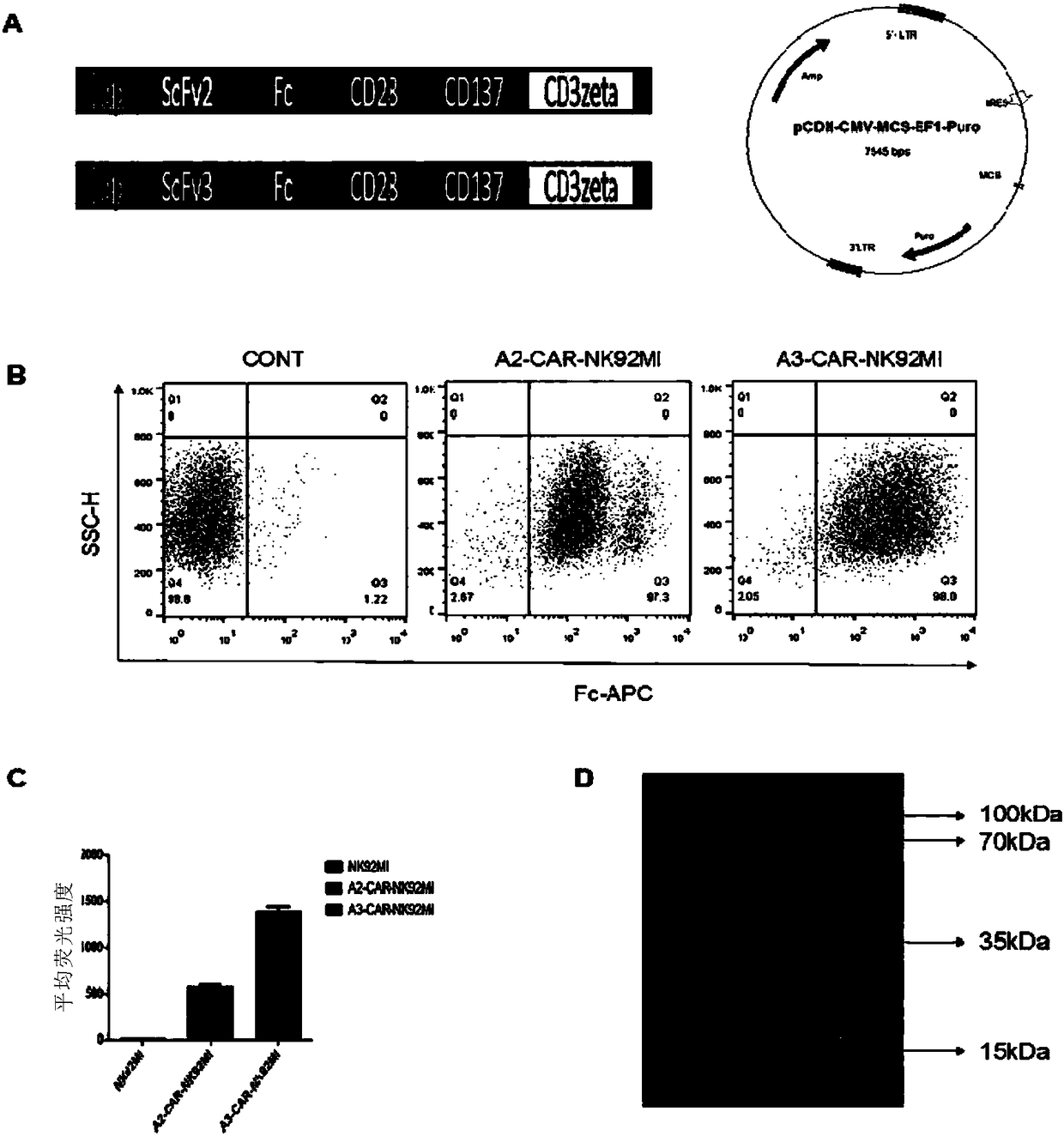 Targeted CSF1R chimeric antigen receptor modified NK92MI cell, T cell, and preparation method and application of cells