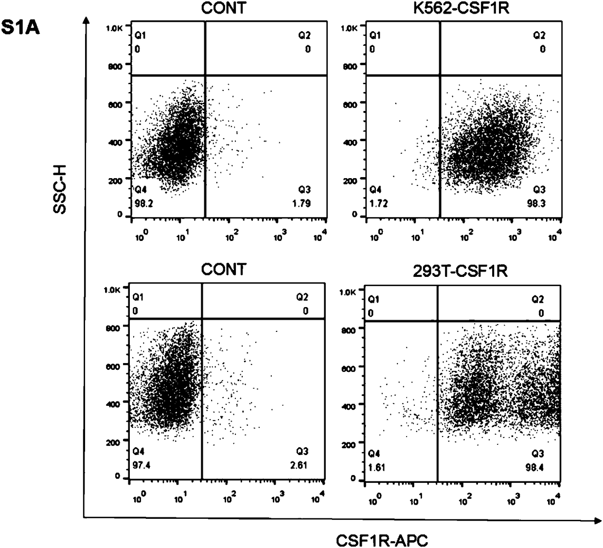 Targeted CSF1R chimeric antigen receptor modified NK92MI cell, T cell, and preparation method and application of cells