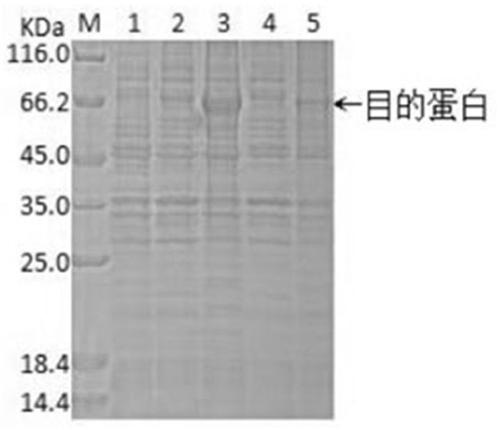 Mutant CPD photo-repair enzyme and 6-4 photo-repair enzyme double-plasmid co-expression bacterial strain and application thereof