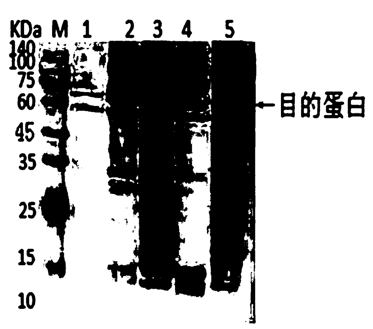 Mutant CPD photo-repair enzyme and 6-4 photo-repair enzyme double-plasmid co-expression bacterial strain and application thereof