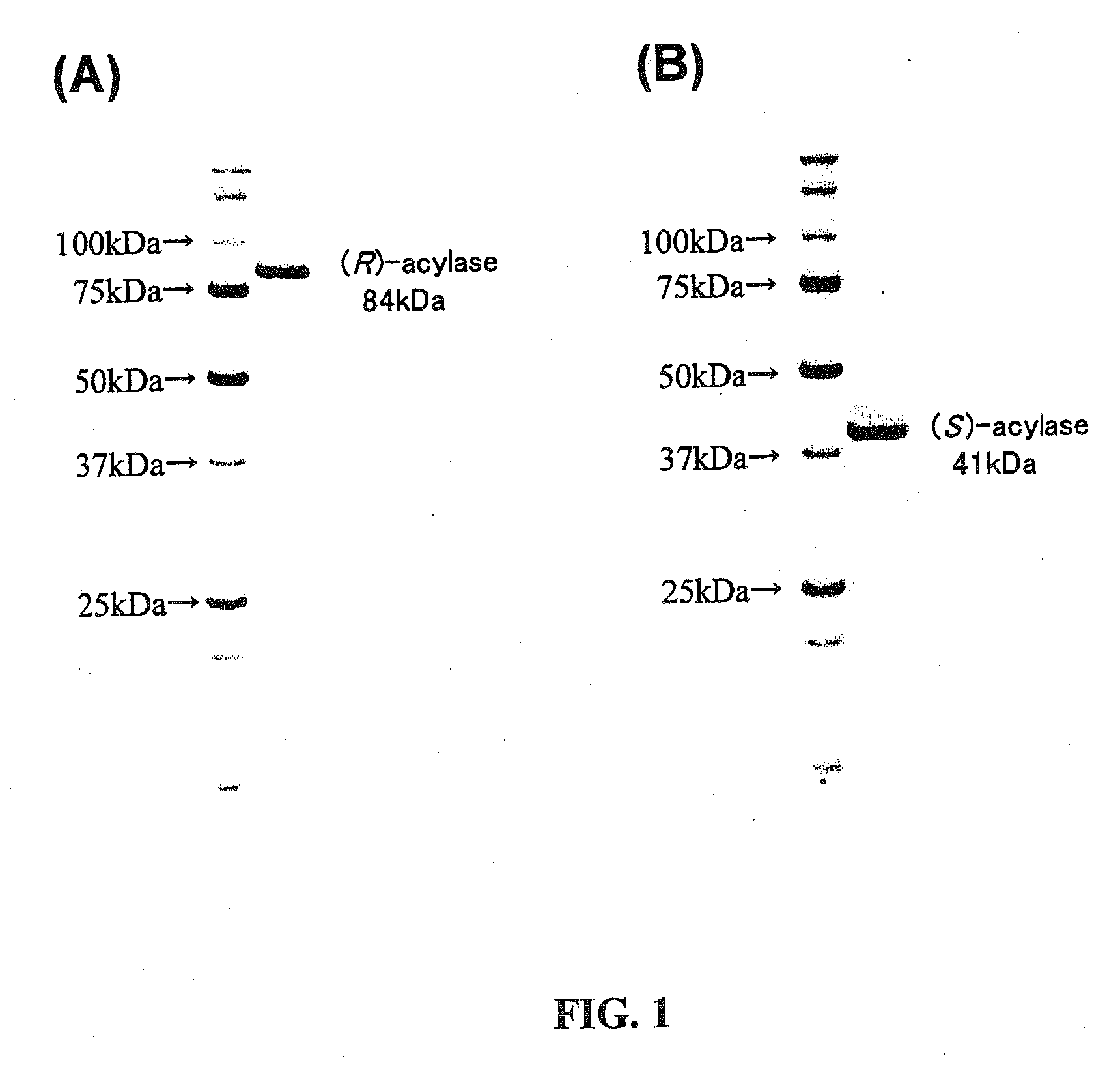 N-Acetyl-(R,S)-beta-Amino Acid Acylase Gene