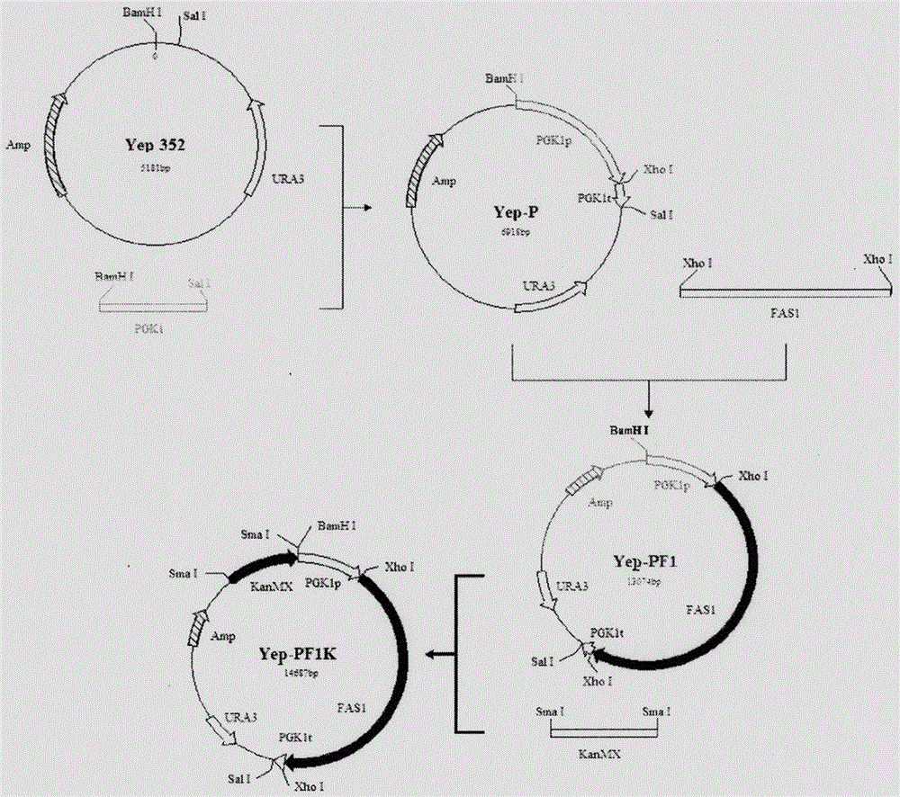 Saccharomyces cerevisiae strain with high yield of flavor ethyl ester and construction method of saccharomyces cerevisiae strain