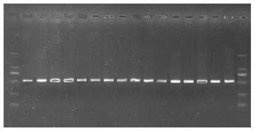 DNA barcode primer pair for amplification of liriodendron chinense(Hemsl.)Sarg. and identification method of liriodendron chinense(Hemsl.)Sarg. and germplasm source of liriodendron chinense(Hemsl.)Sarg.