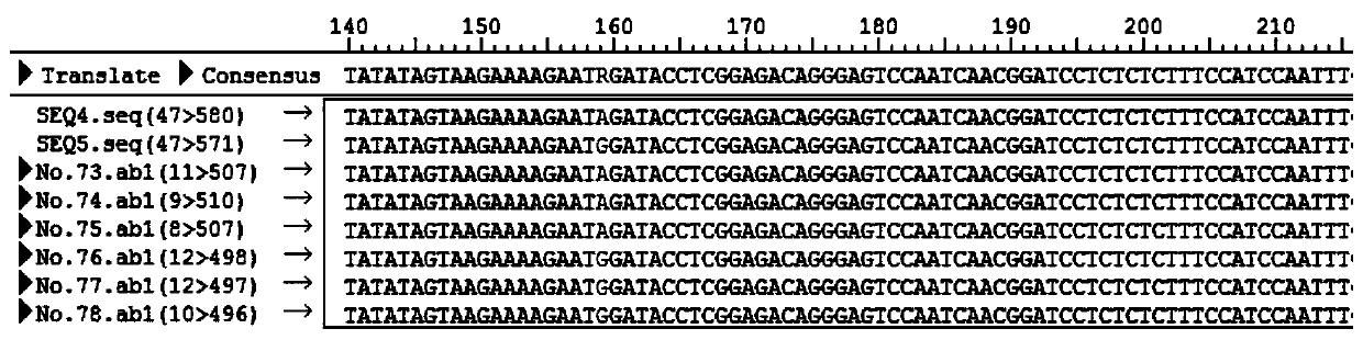 DNA barcode primer pair for amplification of liriodendron chinense(Hemsl.)Sarg. and identification method of liriodendron chinense(Hemsl.)Sarg. and germplasm source of liriodendron chinense(Hemsl.)Sarg.